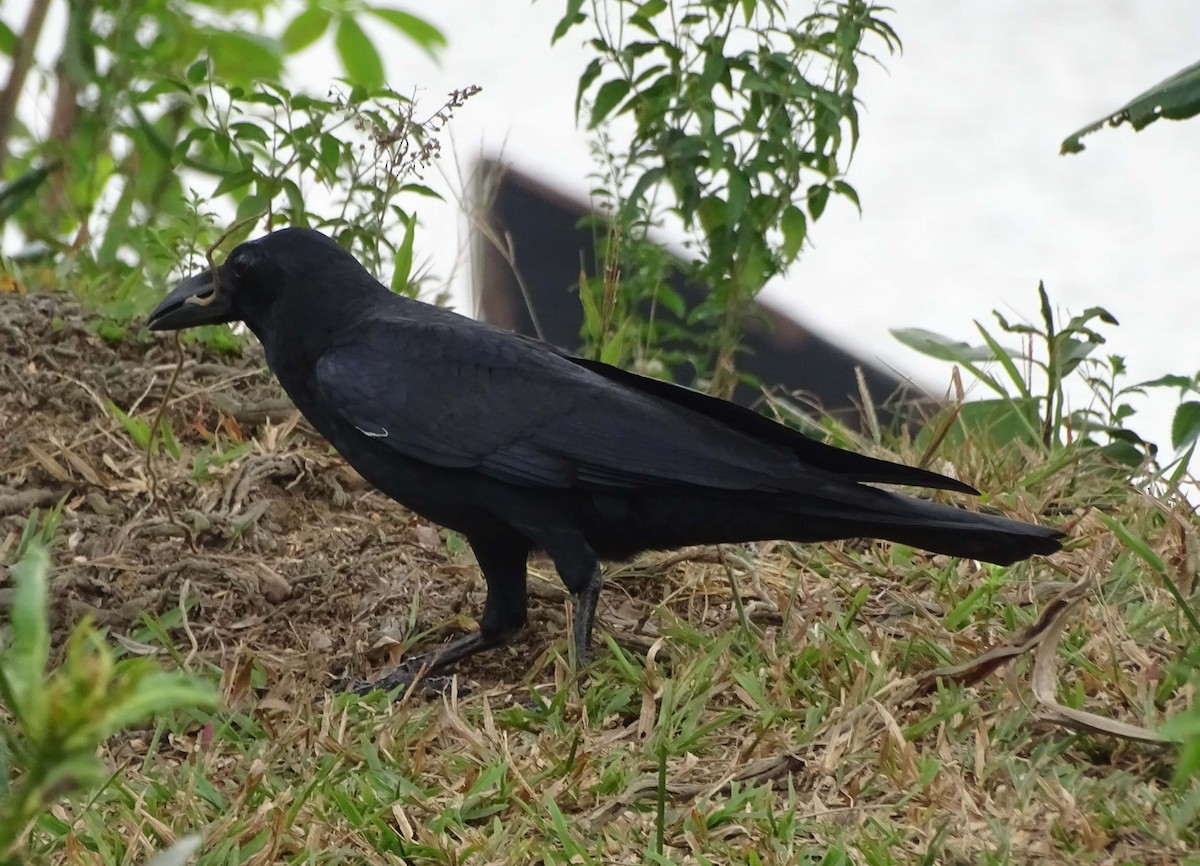 Large-billed Crow - ML81259771