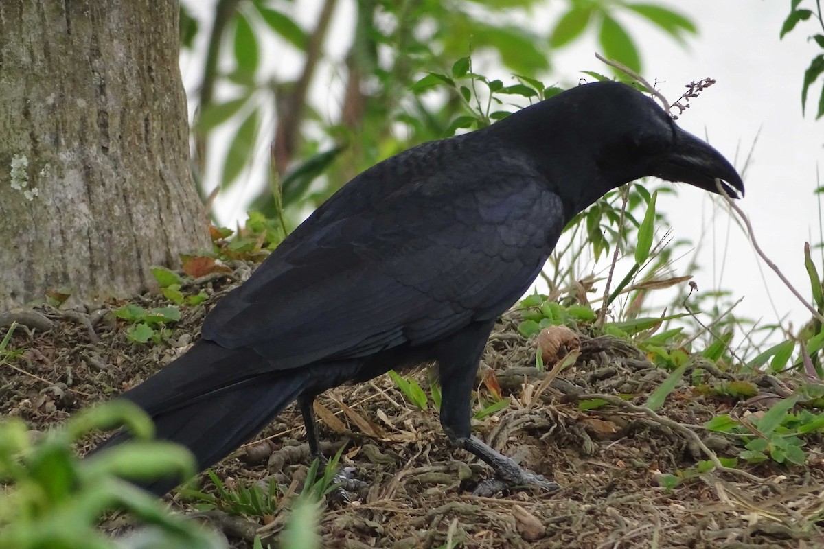 Large-billed Crow - ML81259831