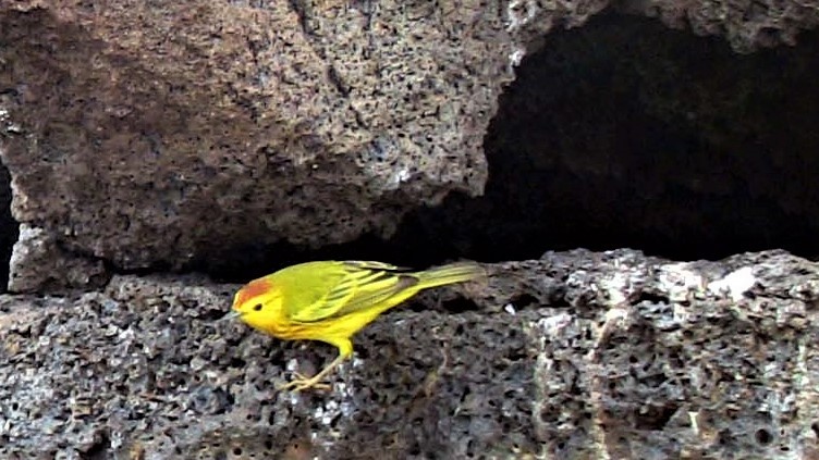 Yellow Warbler (Galapagos) - ML81259871