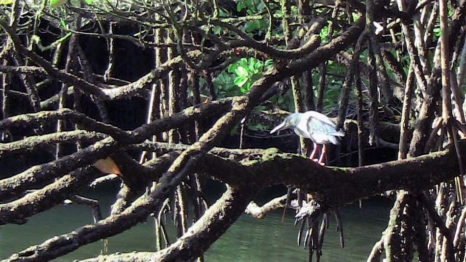 Striated Heron (Galapagos) - ML81260161