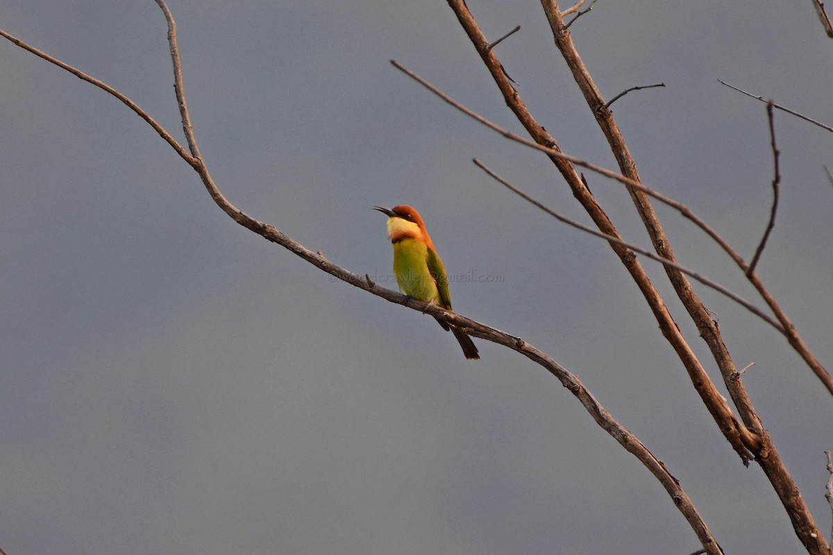 Chestnut-headed Bee-eater - ML81260351