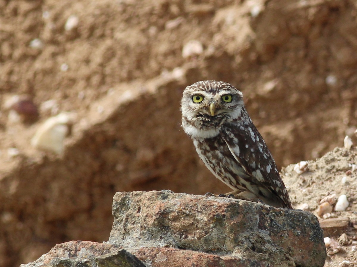 Little Owl - Rui  Morgado