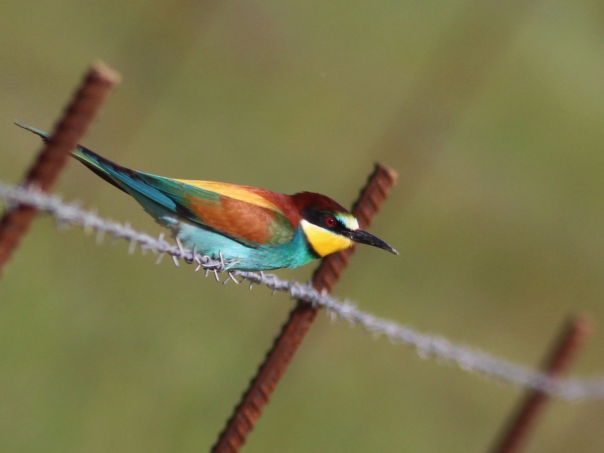 European Bee-eater - Rui  Morgado