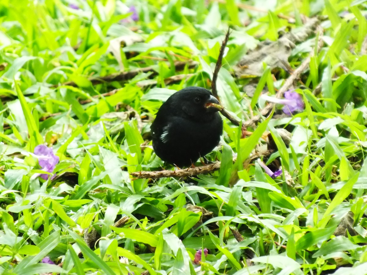 Variable Seedeater - ML81263151