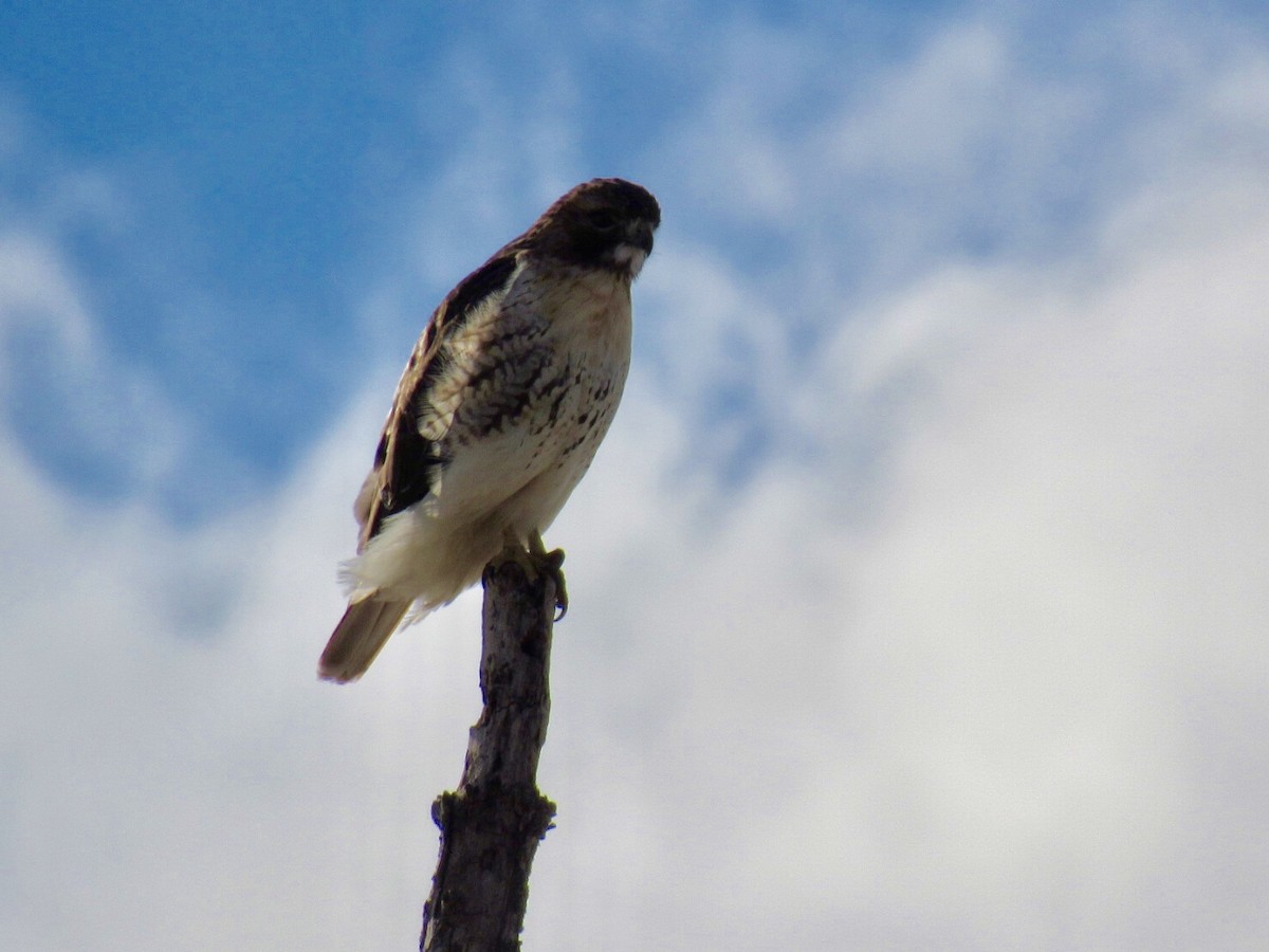 Red-tailed Hawk - ML81264081