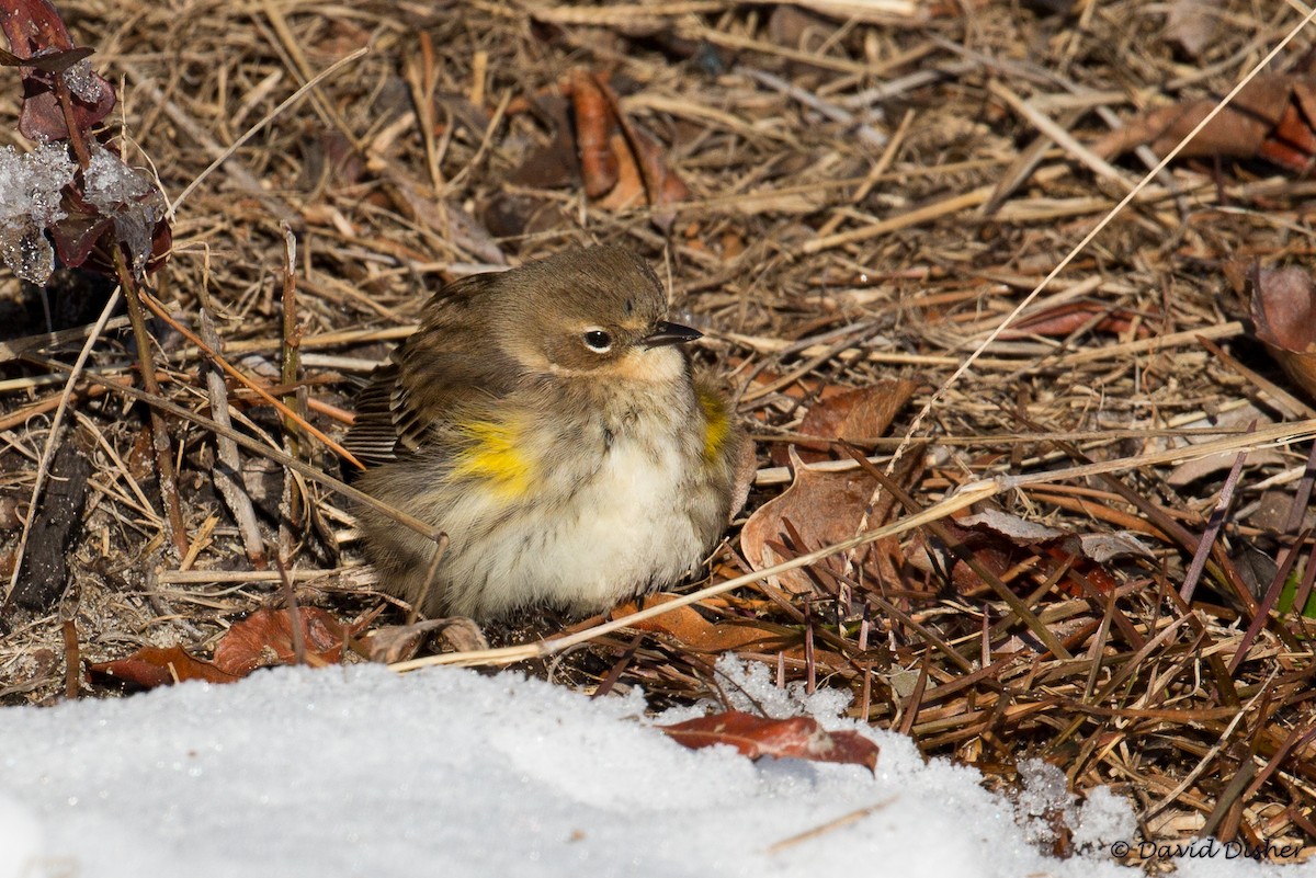 Yellow-rumped Warbler (Myrtle) - David Disher