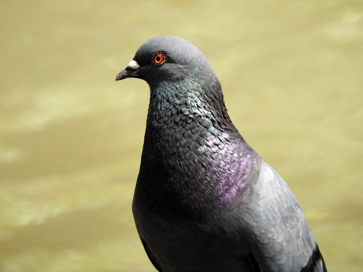 Rock Pigeon (Feral Pigeon) - Juliano Gomes