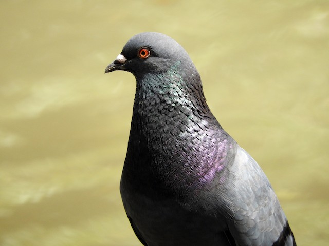 Rock Pigeon (Feral Pigeon)