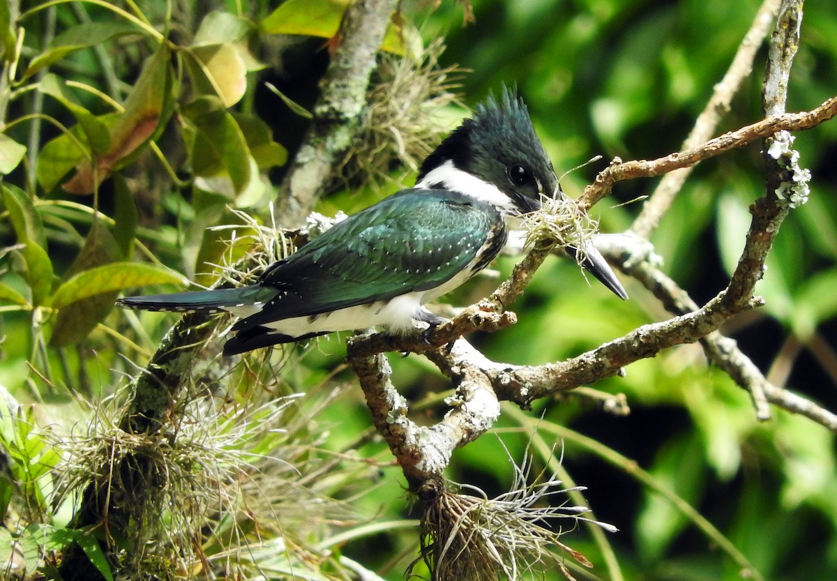 Amazon Kingfisher - Juliano Gomes