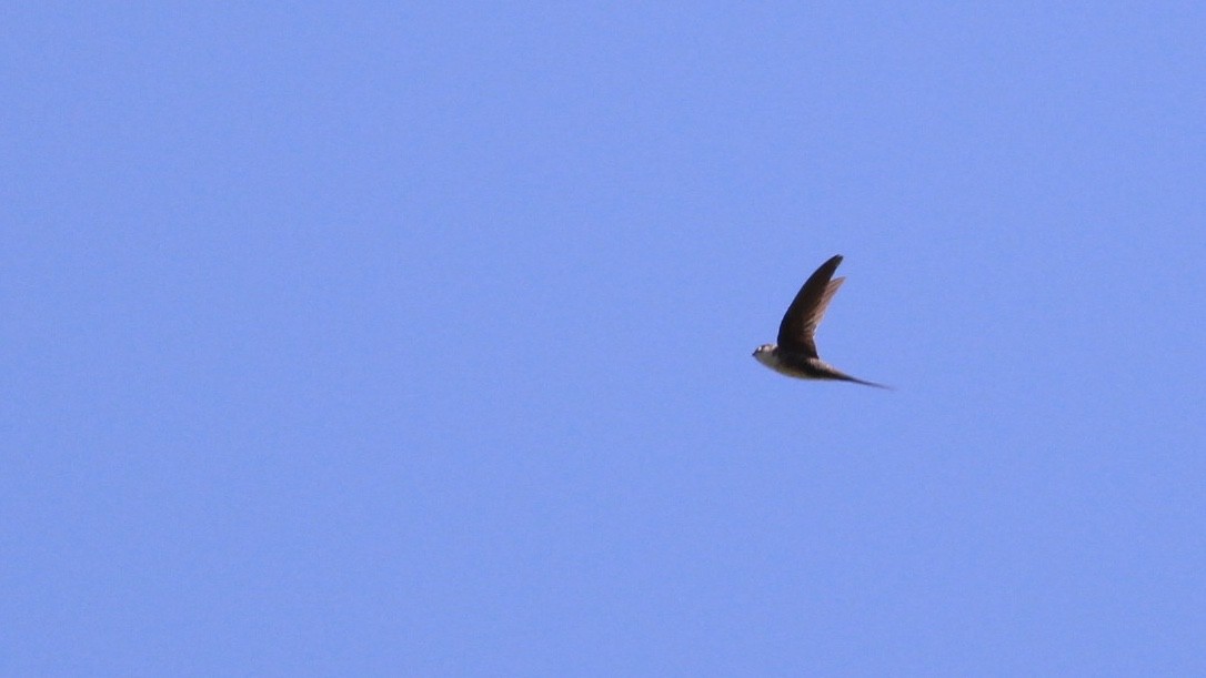 Fork-tailed Palm Swift - ML81269341