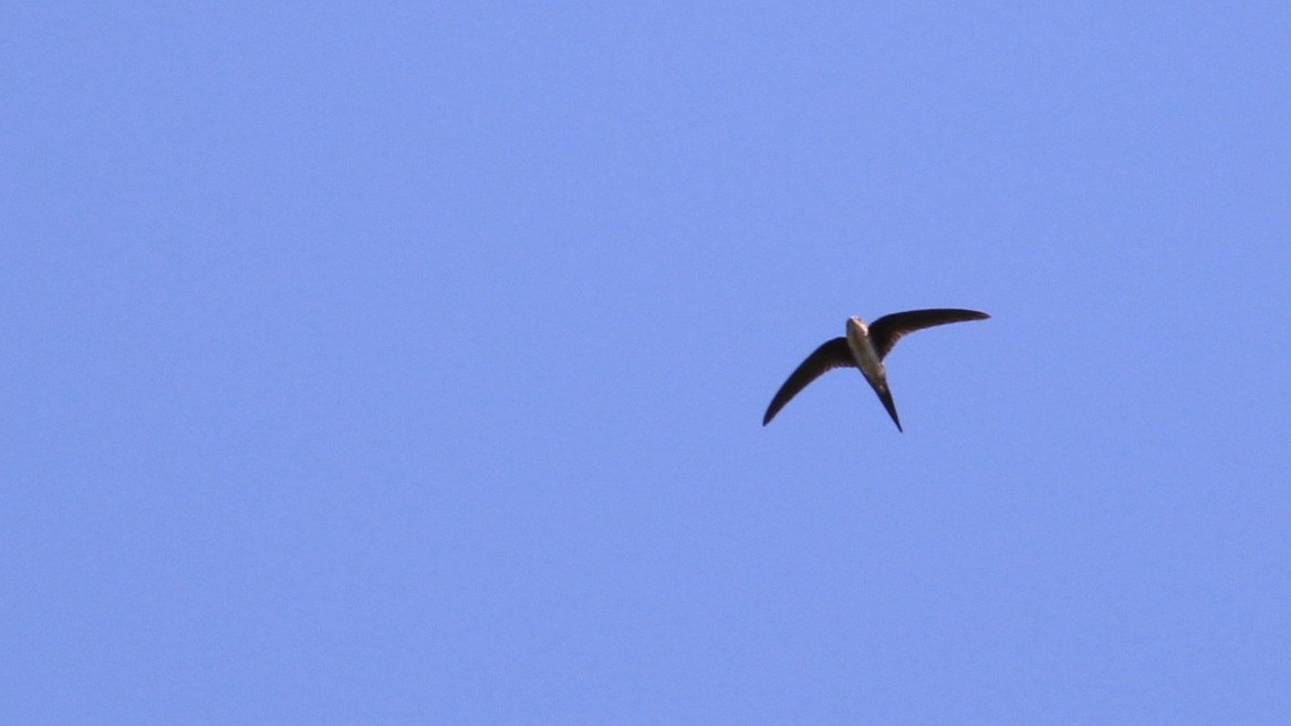 Fork-tailed Palm Swift - ML81269461
