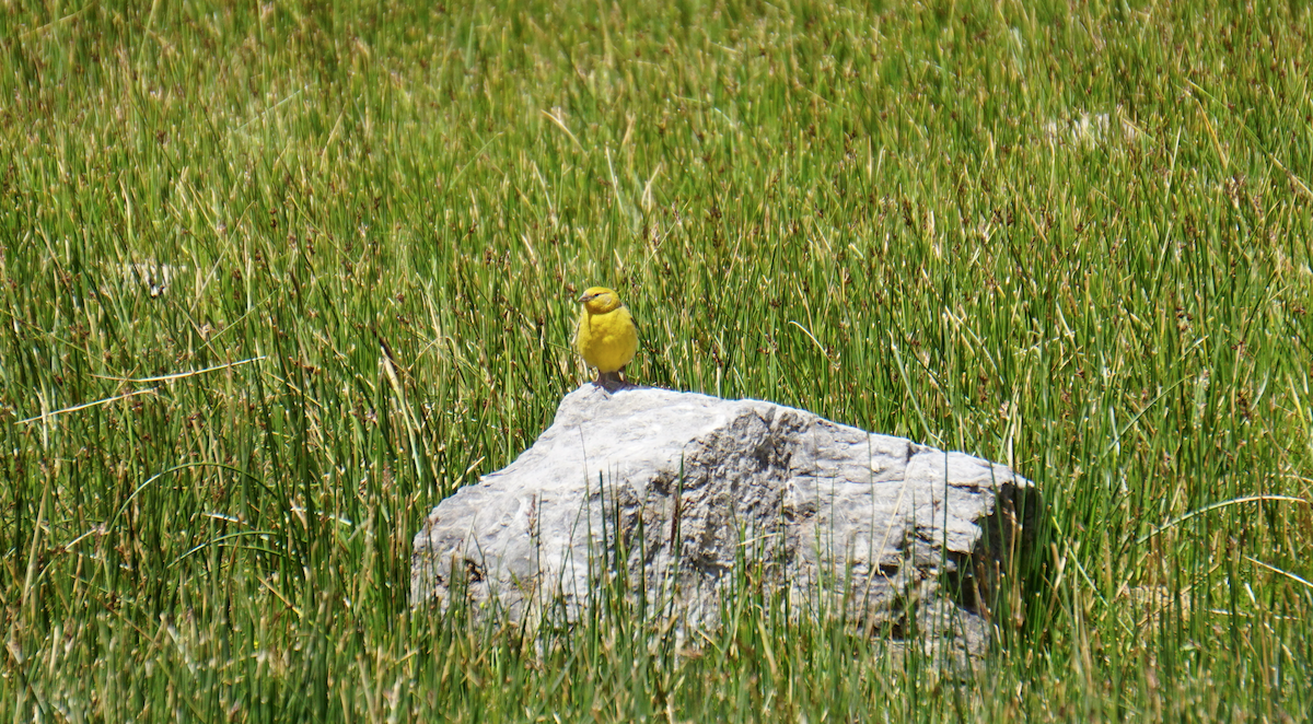Greater Yellow-Finch - ML81270821