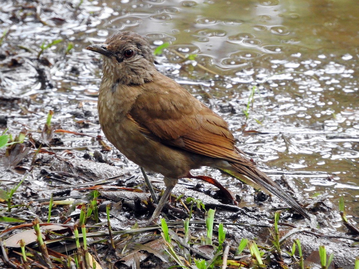 Pale-breasted Thrush - ML81270901