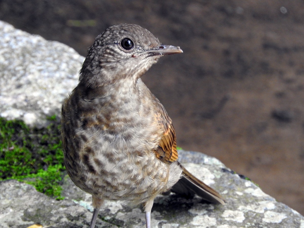 Pale-breasted Thrush - ML81271091