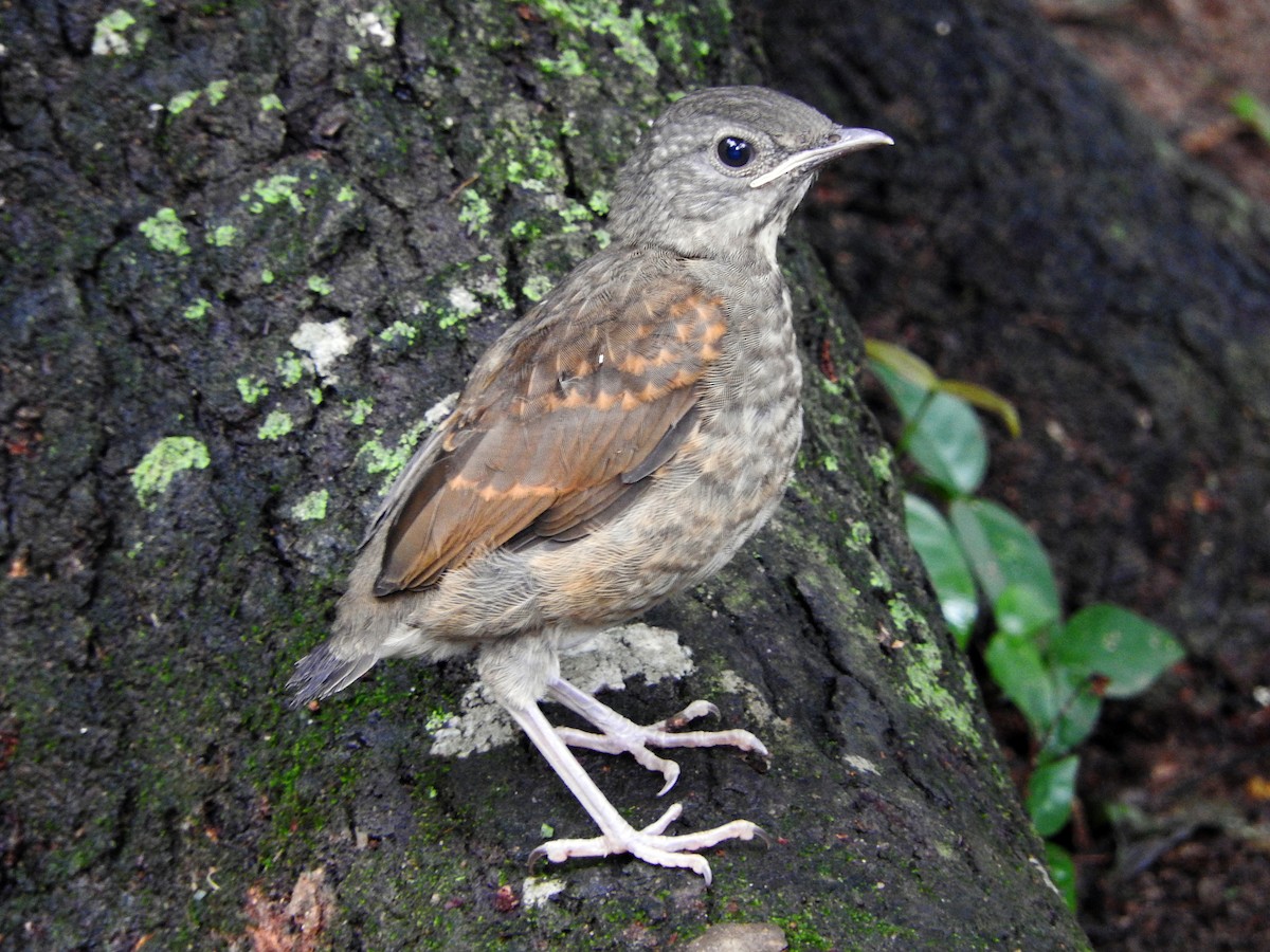 Pale-breasted Thrush - ML81271231