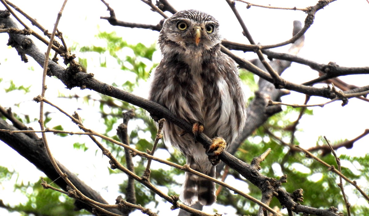 Peruvian Pygmy-Owl - Fernando Angulo - CORBIDI