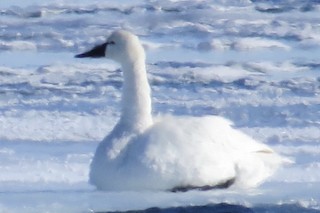 Tundra Swan, ML81272171