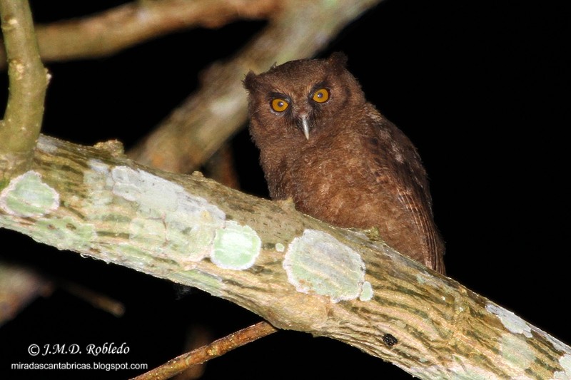 Tawny-bellied Screech-Owl - Juan María Domínguez Robledo