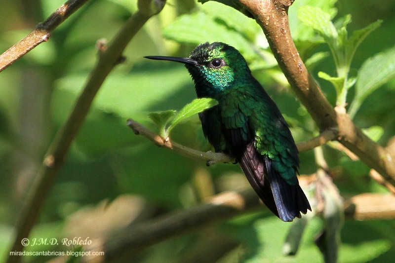 Blue-tailed Emerald - ML81275691
