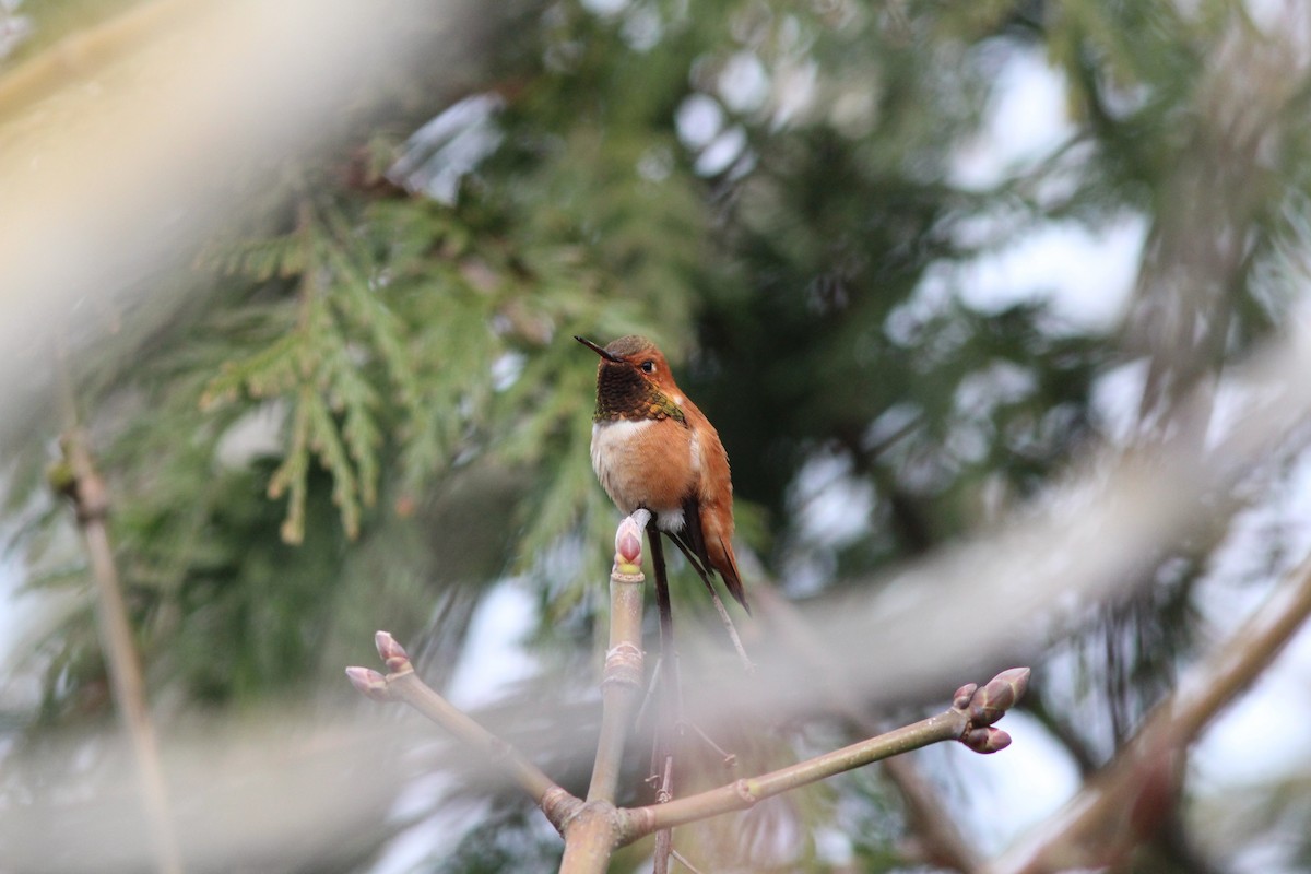 Rufous Hummingbird - Joseph Blowers