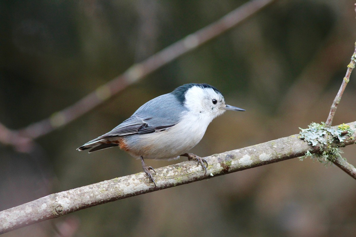 White-breasted Nuthatch - Joseph Blowers