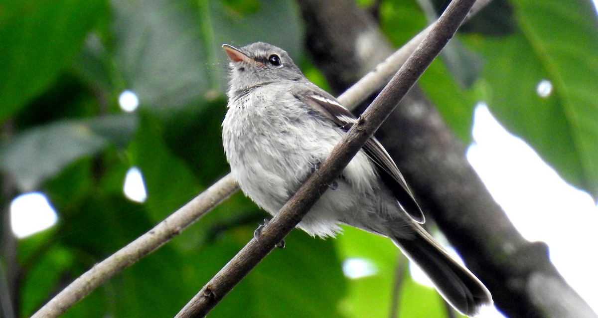 Gray-breasted Flycatcher - ML81281021