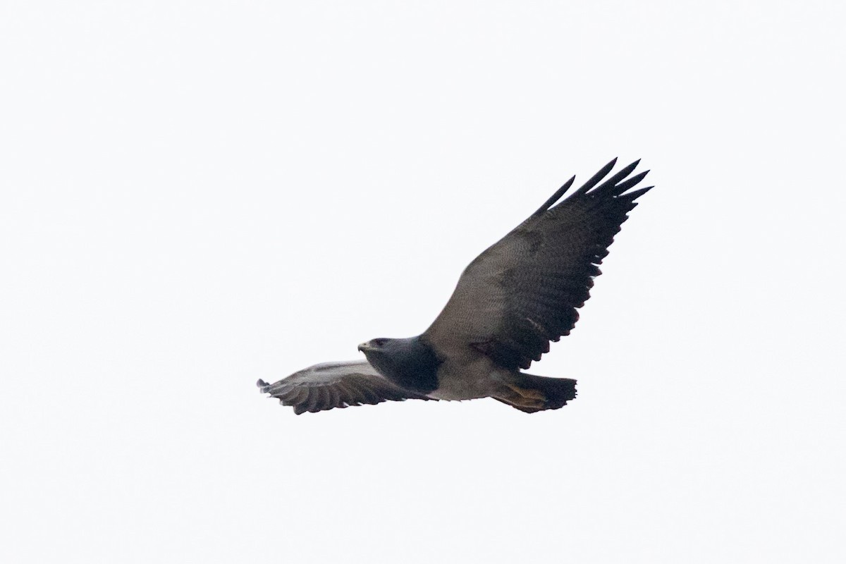 Black-chested Buzzard-Eagle - ML81282311