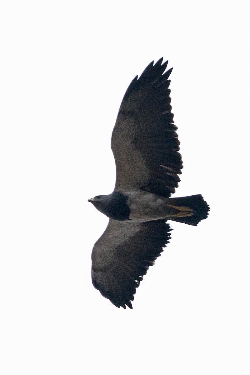 Black-chested Buzzard-Eagle - ML81282351