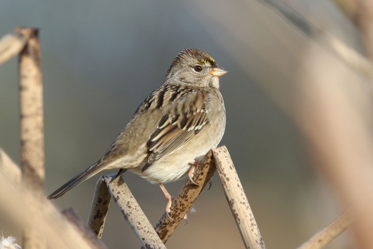 Golden-crowned Sparrow - ML81282571