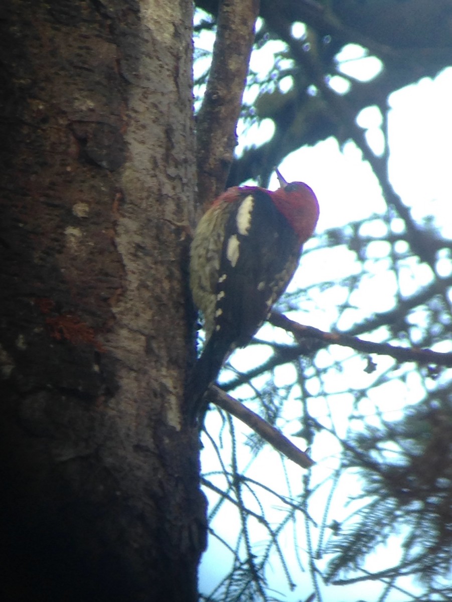 Red-breasted Sapsucker - ML81283121