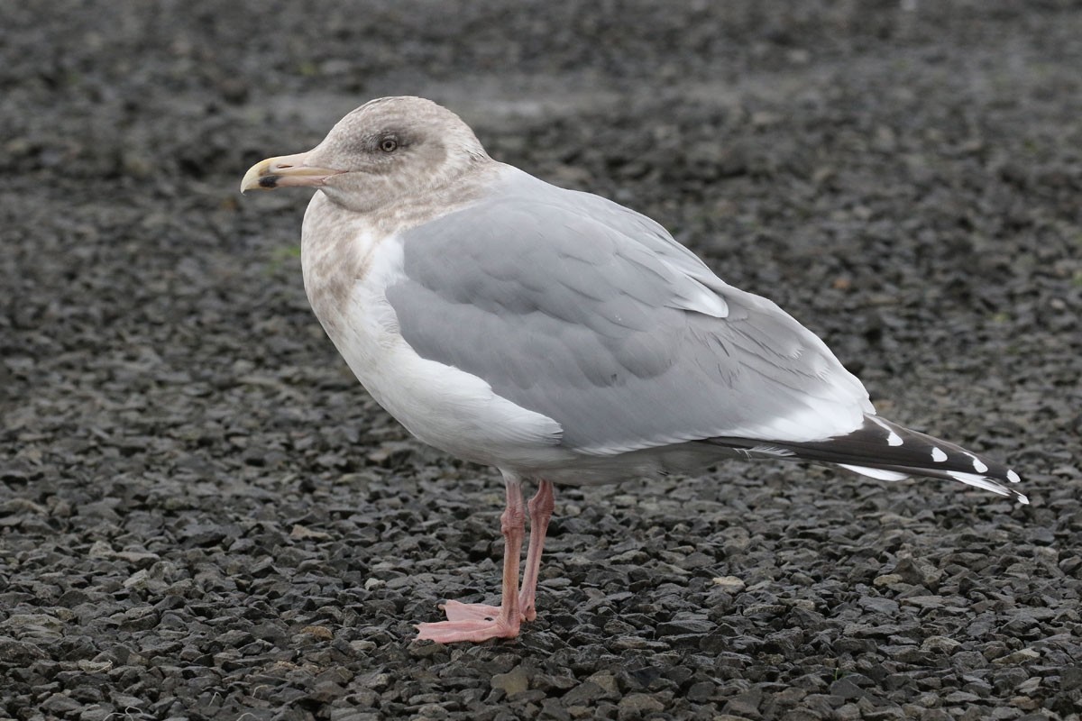 Herring Gull - Noah Strycker