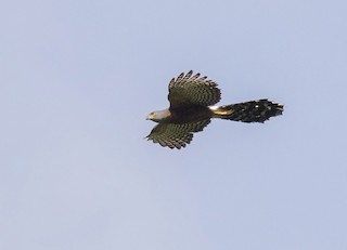  - Long-tailed Hawk