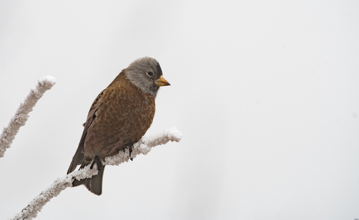 Gray-crowned Rosy-Finch (Hepburn's) - Marky Mutchler
