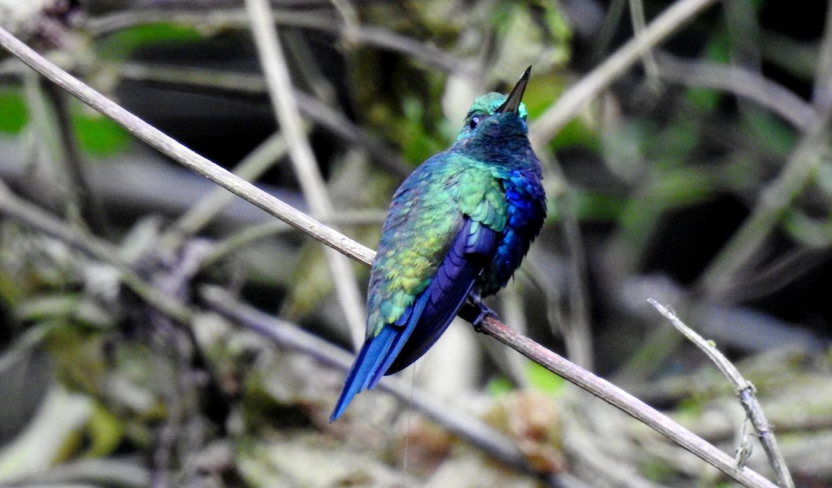 Violet-bellied Hummingbird - Fernando Angulo - CORBIDI