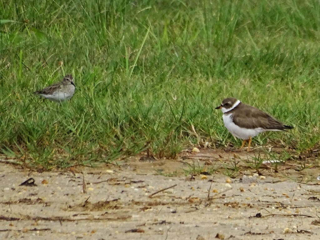 Semipalmated Plover - ML81285851