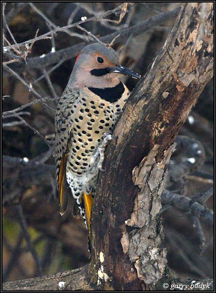 Northern Flicker (Yellow-shafted) - ML81286621