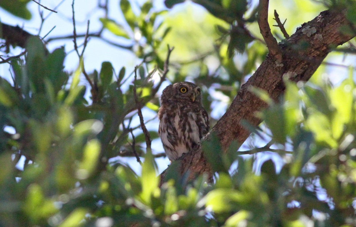 Pearl-spotted Owlet - ML81287831