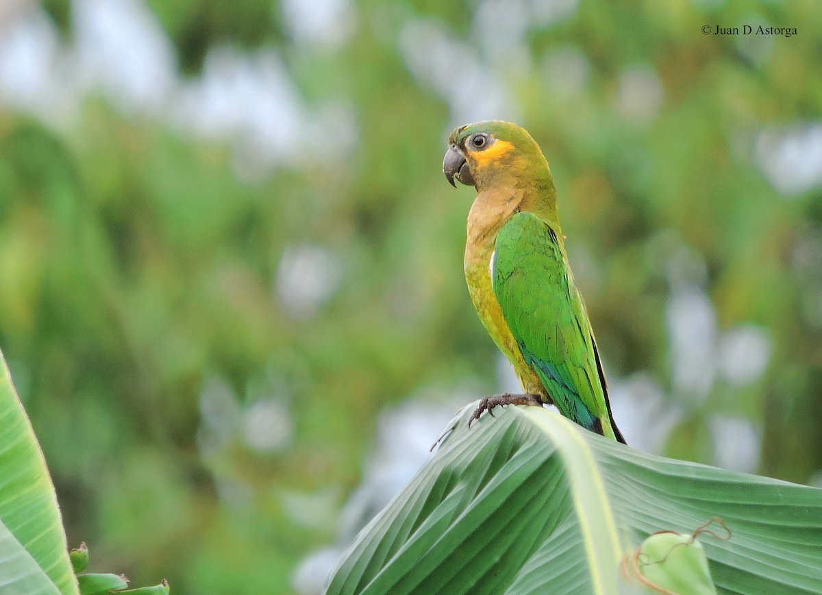 Brown-throated Parakeet - Juan D Astorga