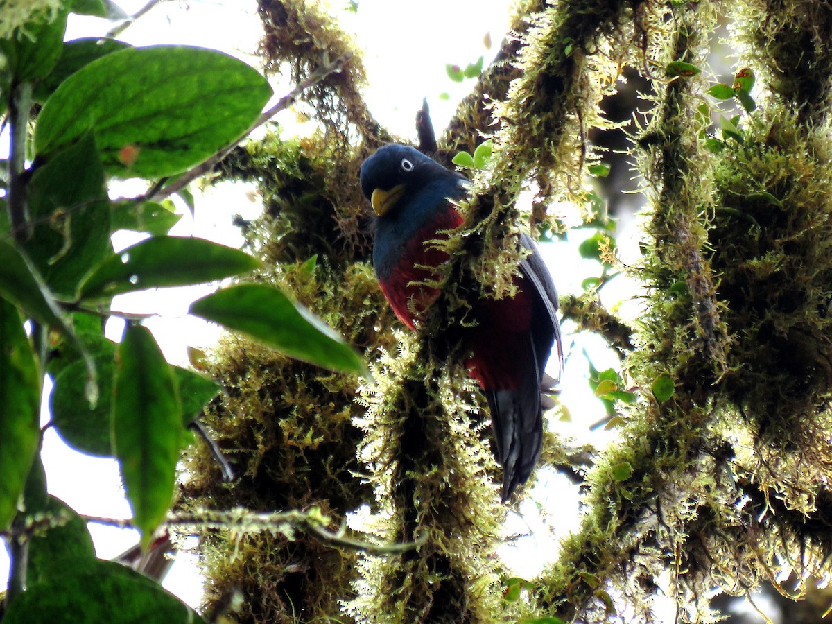 Blue-tailed Trogon - Edison🦉 Ocaña