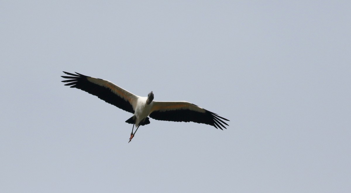Wood Stork - ML81293011