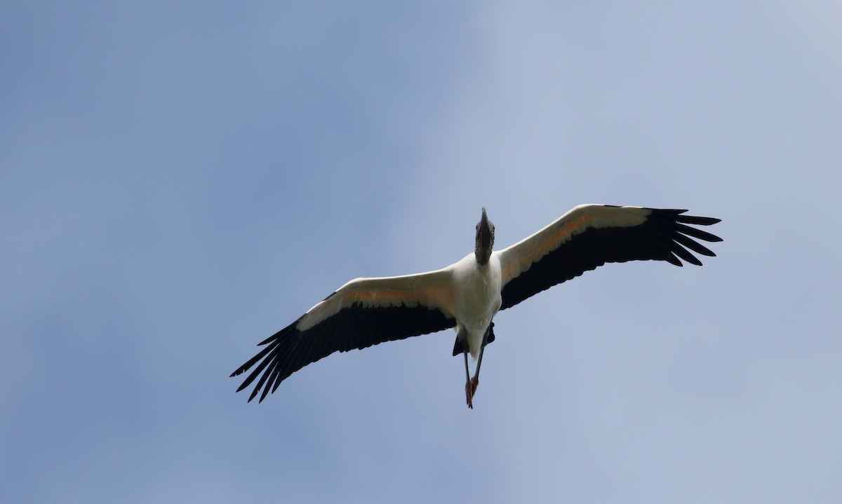 Wood Stork - ML81293301