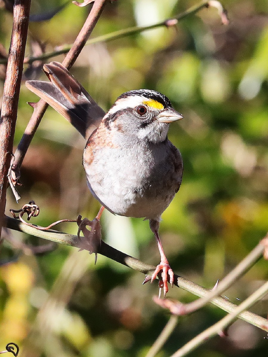 White-throated Sparrow - Jeff Trahan