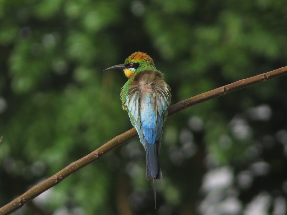 Rainbow Bee-eater - David and Regan Goodyear