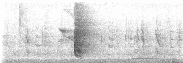 vlaštovka jeskynní (ssp. citata) - ML81296321