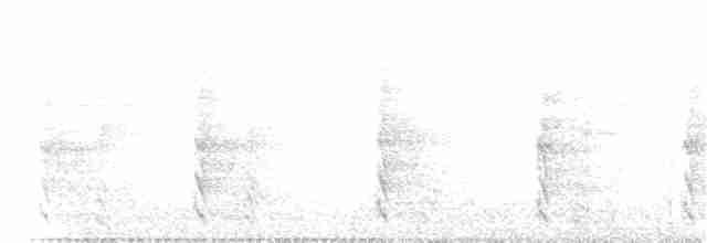 Поплітник плямистий - ML81296431