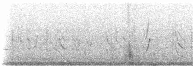 vlaštovka jeskynní (ssp. citata) - ML81296621