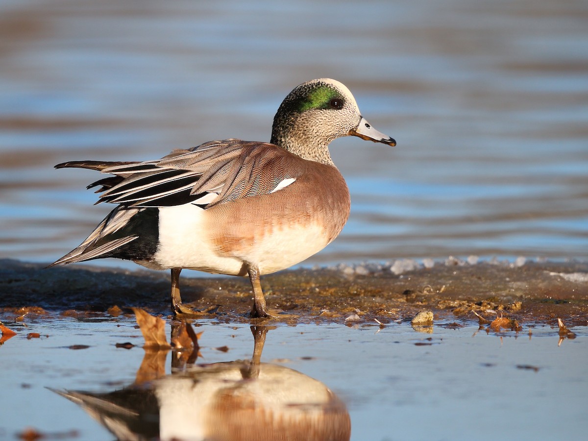 American Wigeon - Andy Wilson
