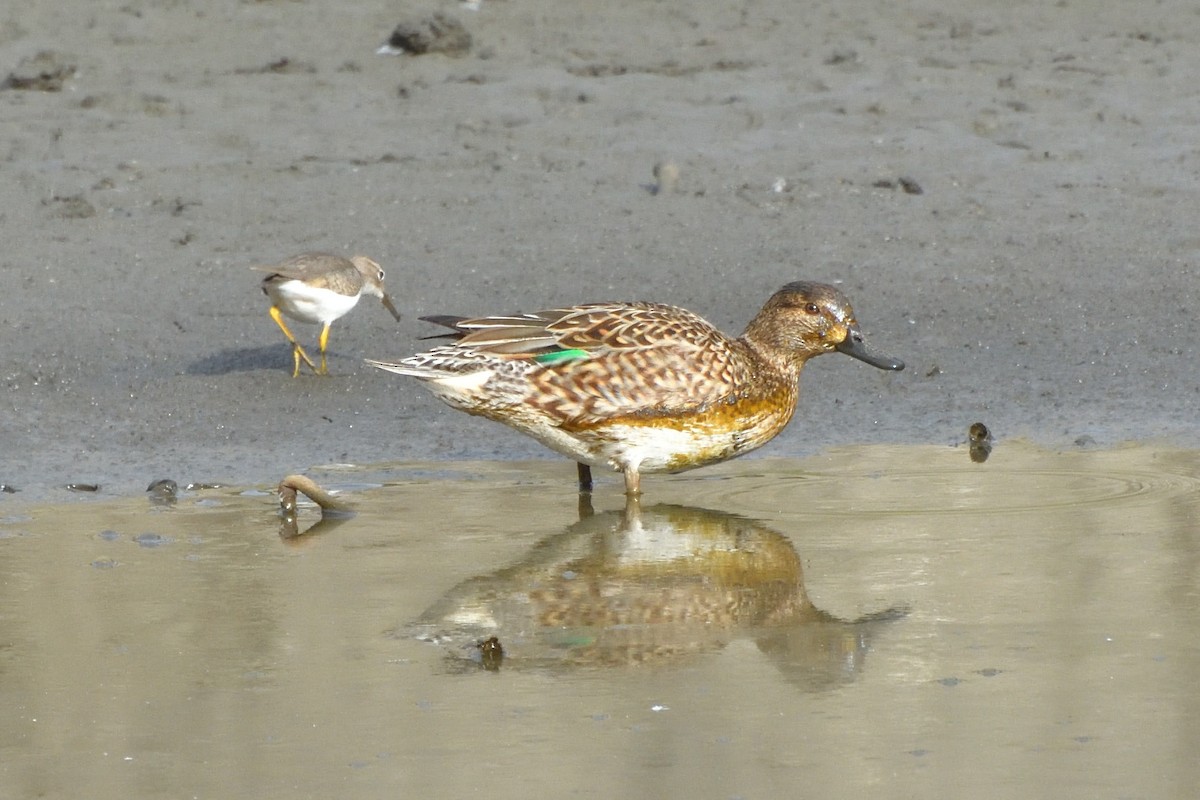 Green-winged Teal - jerry ewing