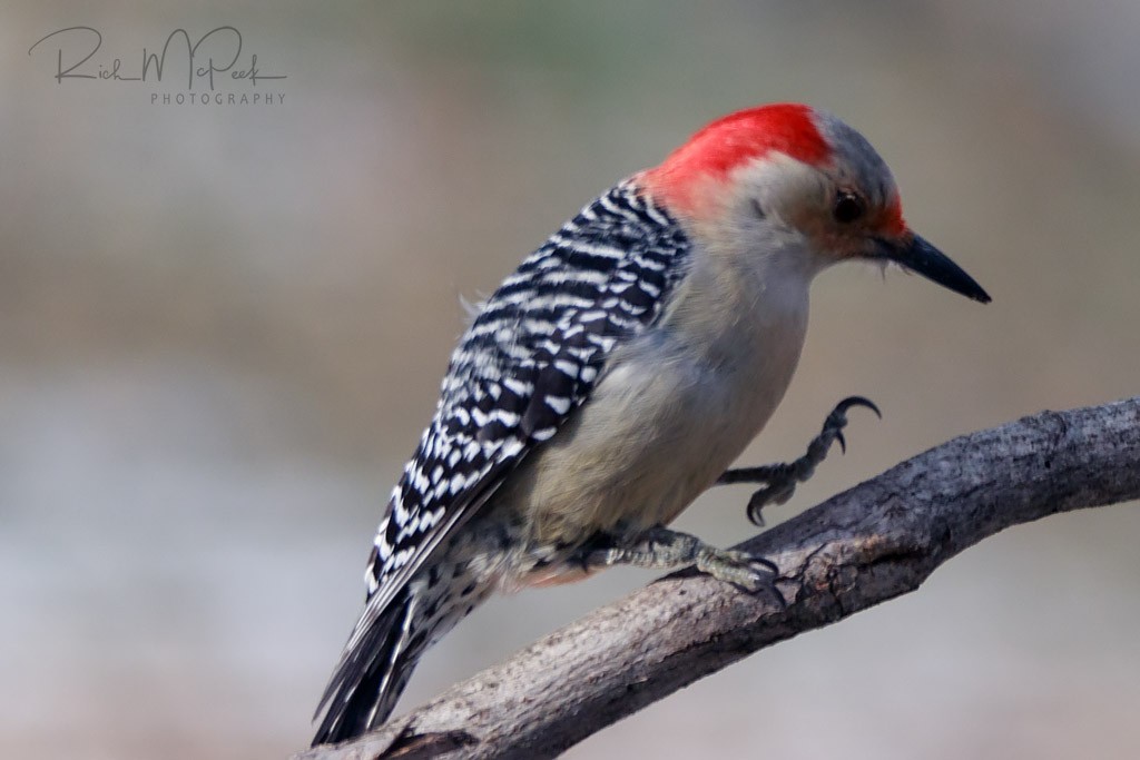Red-bellied Woodpecker - Rich McPeek
