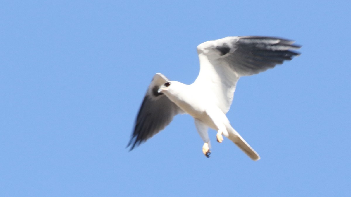 White-tailed Kite - ML81302531